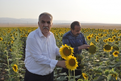 1600 Dönüme ayçiçeği ekildi