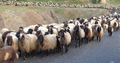 Besicilerin yolculuğu başladı