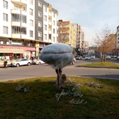 DÖRT MEVSİM YEŞİL KALAN ÇALI EKİLİYOR