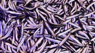 Hamsi ihracatı yüzde 22 arttı