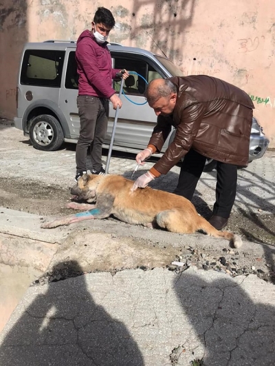 HAYVAN DOSTU BELEDİYE