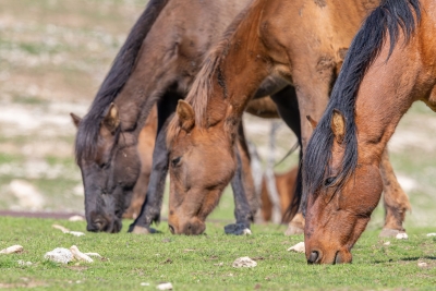 RAMAN DAĞI’NDA KARTPOSTALLIK KARELER