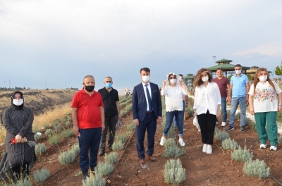 TARIM İL MÜDÜRÜ LAVANTA TARLASINDAYDI