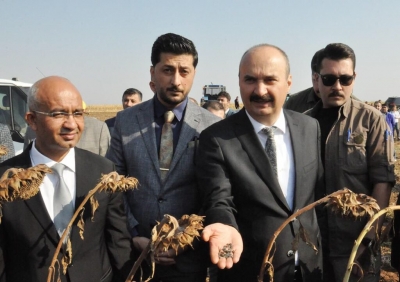Yağlık ayçiçeği fiyatı belirlendi